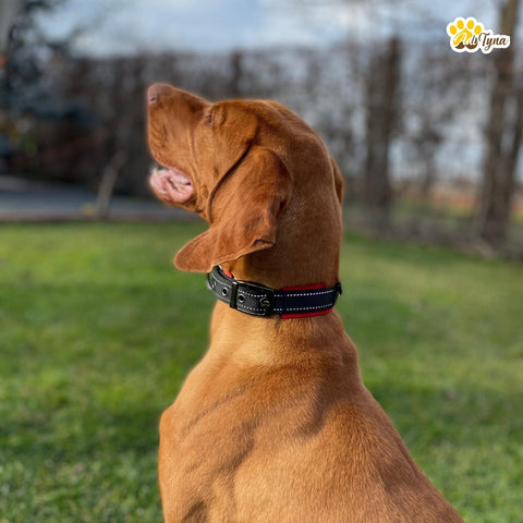 Dog Collars for Medium Dogs - Heavy Duty Black Dog Collar for Girls and Boys - Reflective Threads and Soft Padding