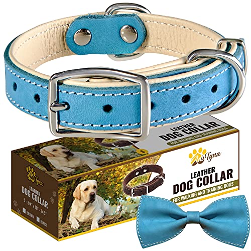 ADITYNA Padded Leather Dog Collar – Boy Dog Collars – Blue Dog Collars for  Small Male Dogs