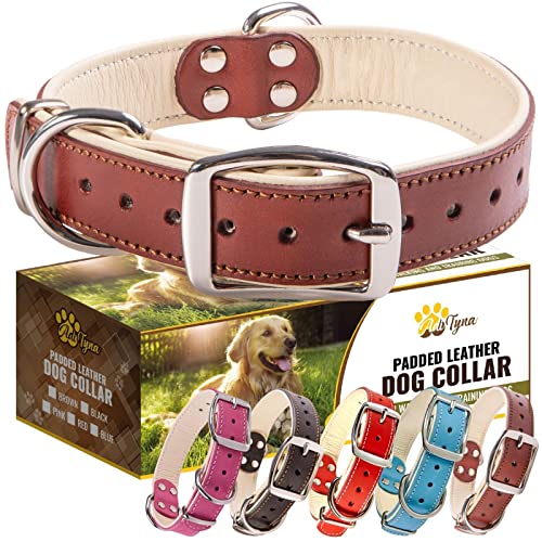 ADITYNA Premium Leather Dog Collar for Medium Dogs - Padded with 100% Genuine Leather - Soft and Strong Dog Collars
