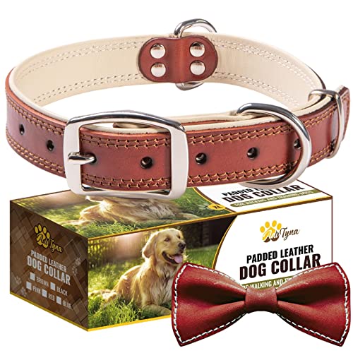 ADITYNA Premium Leather Dog Collar for Extra Large Dogs - Padded with 100% Genuine Leather - Soft and Strong XL Dog Collar