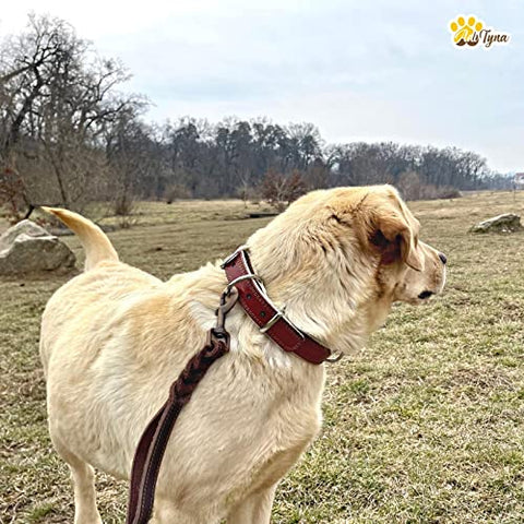 ADITYNA Premium Leather Dog Collar for Small Dogs - Padded with 100% Genuine Leather - Soft and Strong Dog Collars