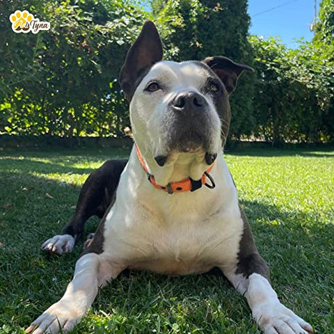 Adityna - Dog Collar for Medium Dogs - Heavy Duty Orange Dog Collar for Medium Breeds - Reflective Threads and Soft Padding (Medium, Orange)