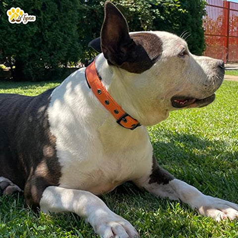 Adityna - Dog Collar for Medium Dogs - Heavy Duty Orange Dog Collar for Medium Breeds - Reflective Threads and Soft Padding (Medium, Orange)