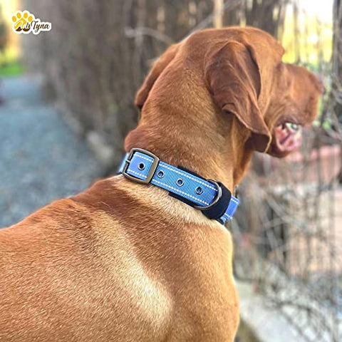 Adityna - Dog Collar for Small Dogs - Blue Dog Collar for Puppy Boys - Reflective Threads and Soft Padding