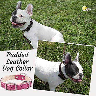 ADITYNA Padded Leather Dog Collar – Girl Dog Collars – Pink Dog Collars for Small Female Dogs