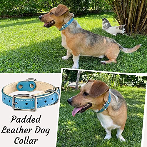 ADITYNA Padded Leather Dog Collar – Boy Dog Collars – Blue Dog Collars for  Medium Male Dogs