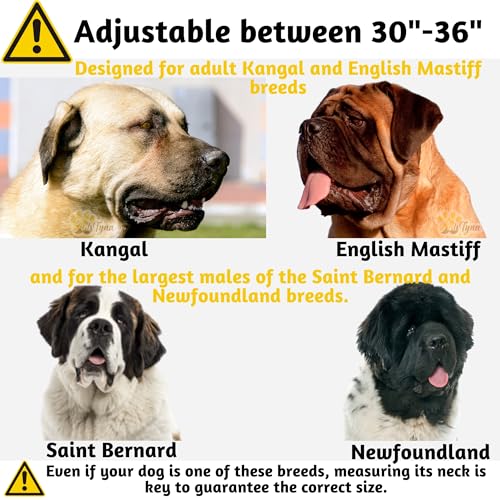 ADITYNA - Giant Dogs Collar with Handle - Adjustable XXL Collar 30 to 36 Inches - Designed Exclusively for Huge Dog Breeds Like Mastiff, Kangal, Saint Bernard