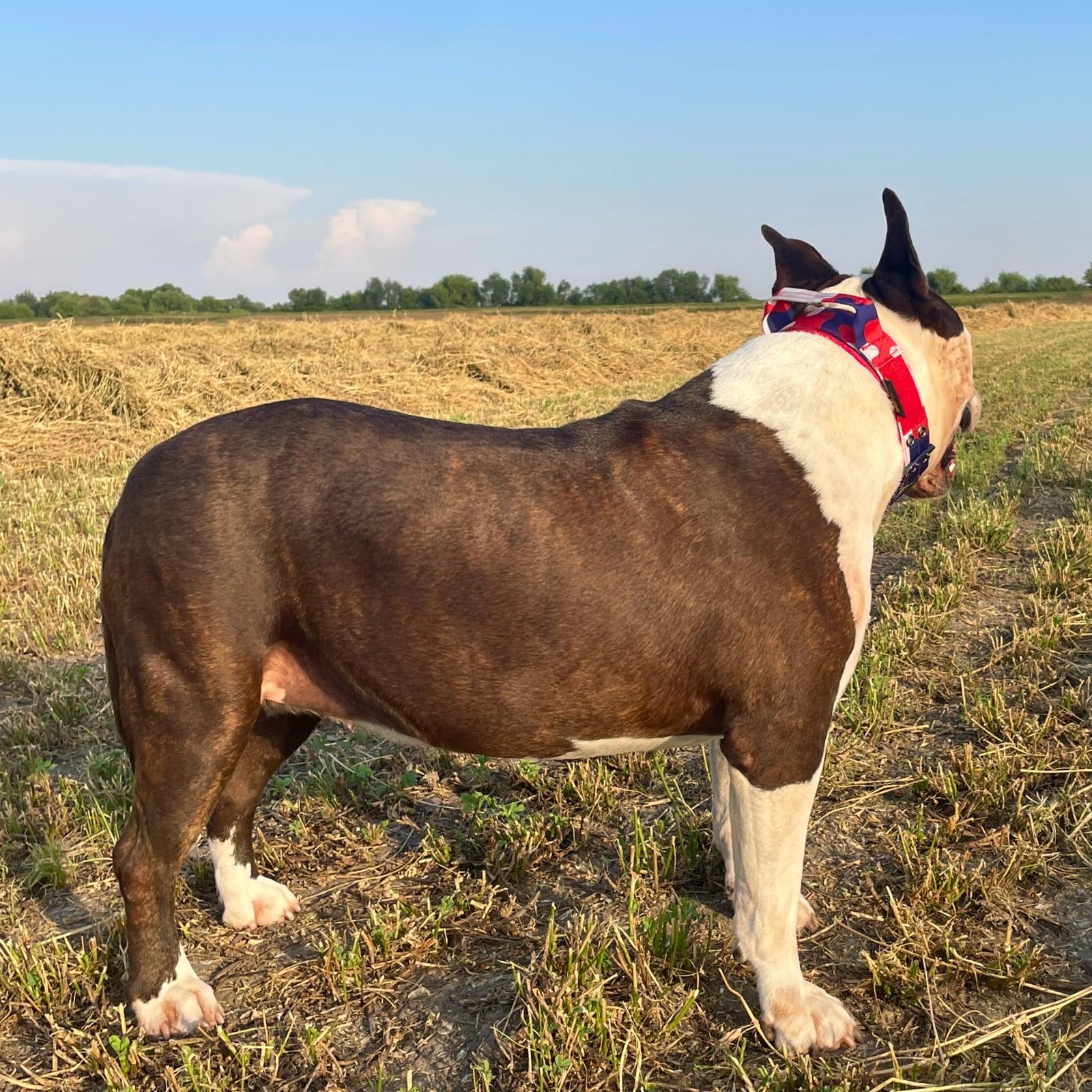 ADITYNA - Heavy Duty Dog Collar for Medium Dogs - Camo Red Blue Collar with Handle for Training, and Walking - Wide, Thick, Tactical, Soft Neoprene Padded