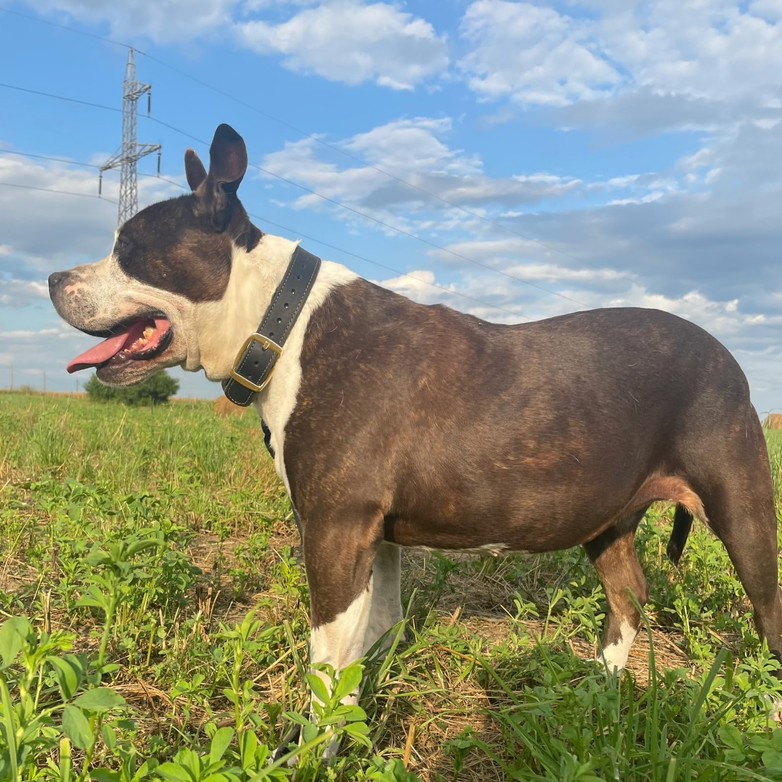 ADITYNA - Heavy Duty Leather Dog Collar for Medium Dogs - Soft and Strong Leather Collar for Walking, and Training (Black - Gold Colored Buckle, Medium: Fit 13" - 20" Neck)