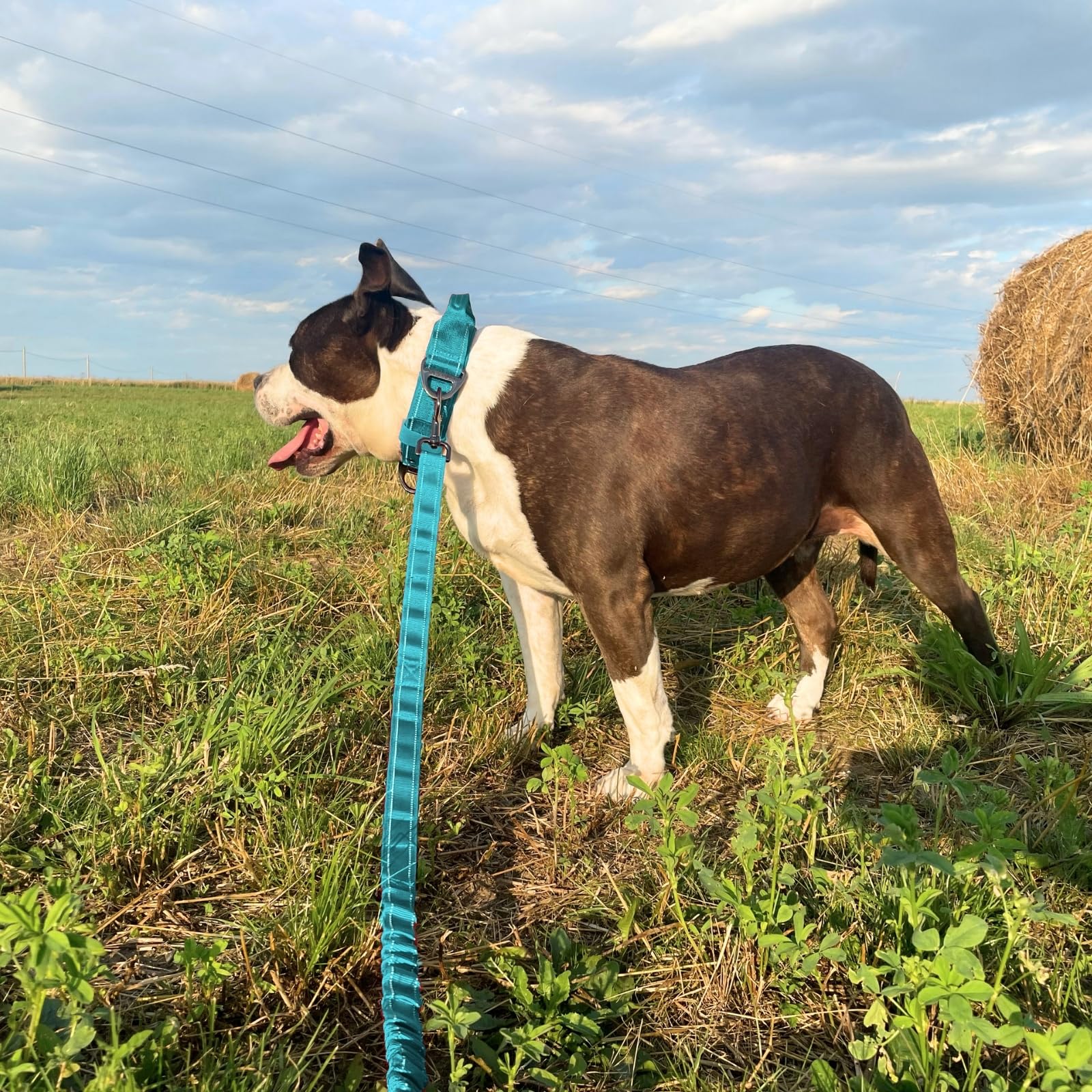 ADITYNA - Tactical Bungee Dog Leash 6ft-7.5ft - Shock Absorbing Lead with 2 Padded Handles, Metal Clasp, Car Seatbelt - Heavy Duty No Pull for Medium, Large & XL Breeds