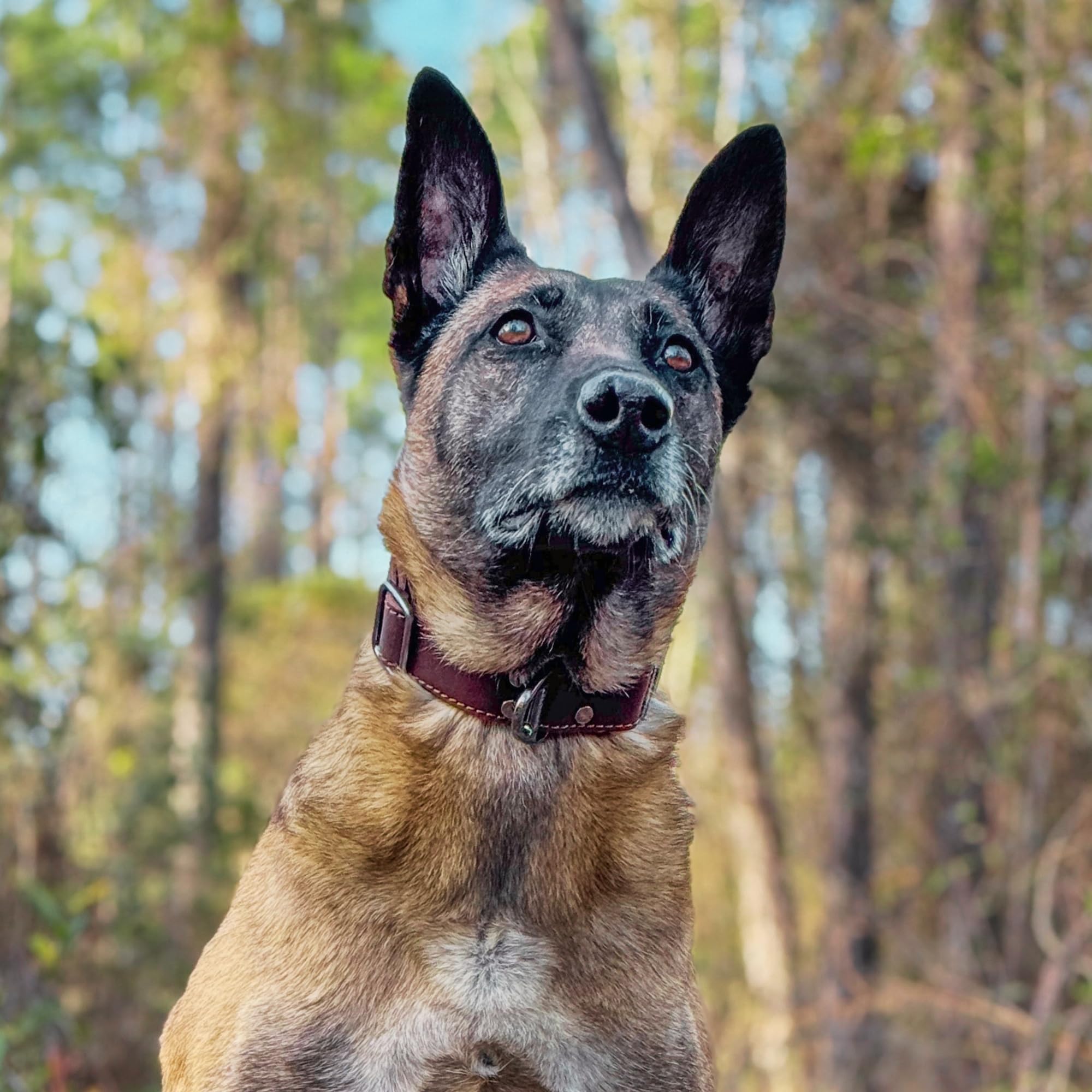 ADITYNA - Leather Dog Collar with Metal Buckle - Heavy-Duty, Adjustable for Medium & Large Dogs - Walking, Training, Tactical (Black, Fits 15-21" Necks)