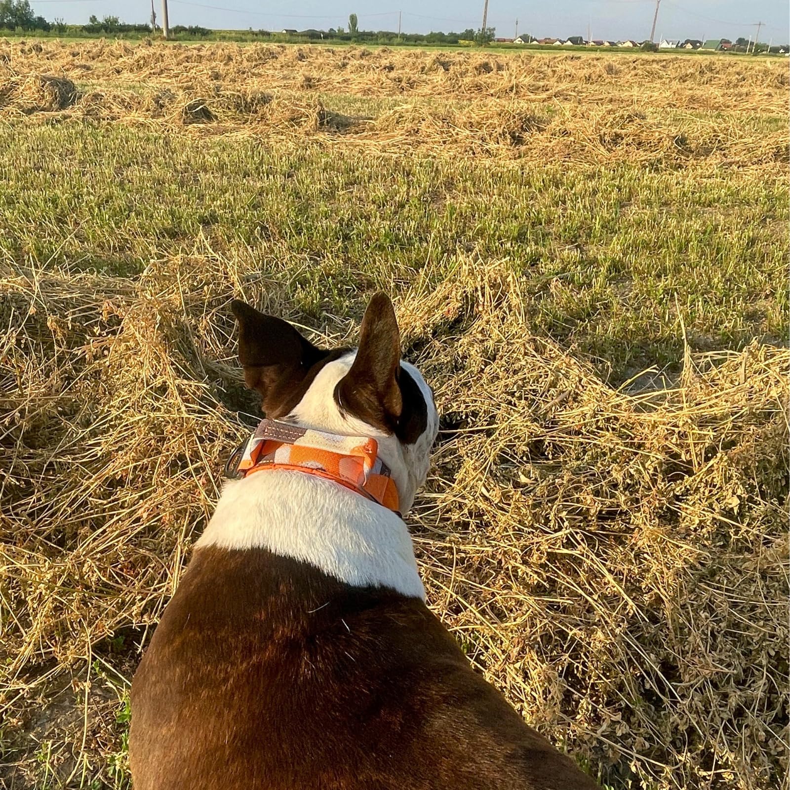 ADITYNA - Heavy Duty Dog Collar for Extra-Large Dogs - Camo Orange Collar with Handle for Training, and Walking - Wide, Thick, Tactical, Soft Neoprene Padded