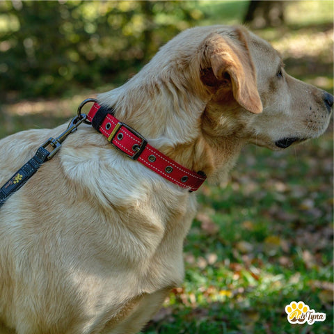 Dog Collars for Medium Dogs - Heavy Duty Red Dog Collar for Girls and Boys - Reflective Threads and Soft Padding