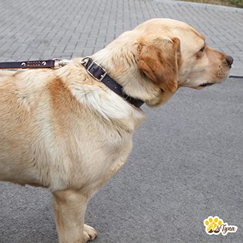 ADITYNA Premium Leather Dog Collar for Small Dogs and Puppies - Classic Style, Soft and Strong, 100% Genuine Leather, (Small, Brown)