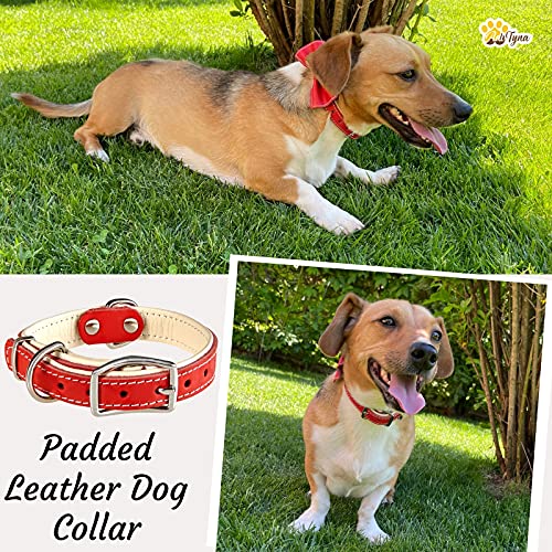 ADITYNA Padded Leather Dog Collar – Heavy Duty Red Dog Collars – Soft and Strong Dog Collars for Small Dogs