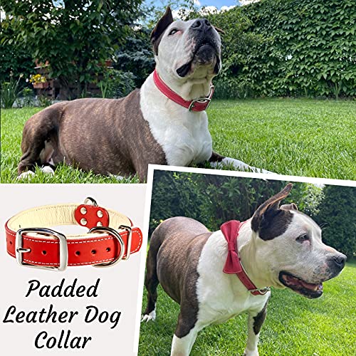 ADITYNA Padded Leather Dog Collar – Soft and Strong Red Dog Collars – Heavy Duty Dog Collars for Medium Dogs