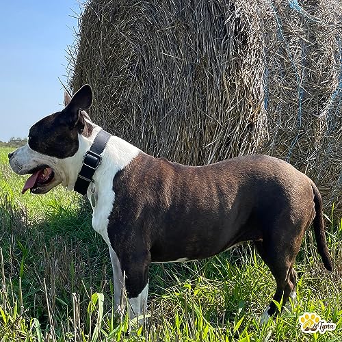 ADITYNA - Leather Dog Collar with Metal Buckle for Large and Extra-Large Dogs - Heavy-Duty, Adjustable, and Tactical Dog Collar