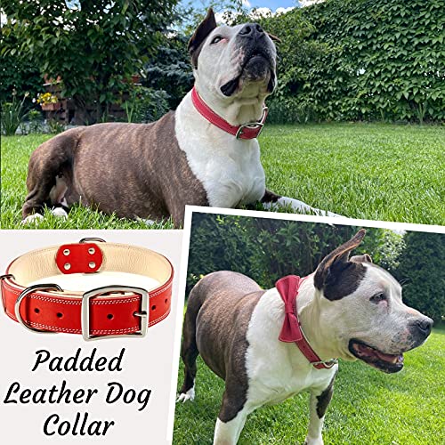 ADITYNA Padded Leather Dog Collar – Heavy Duty Red Dog Collars – Soft and Strong Dog Collars for Large Dogs