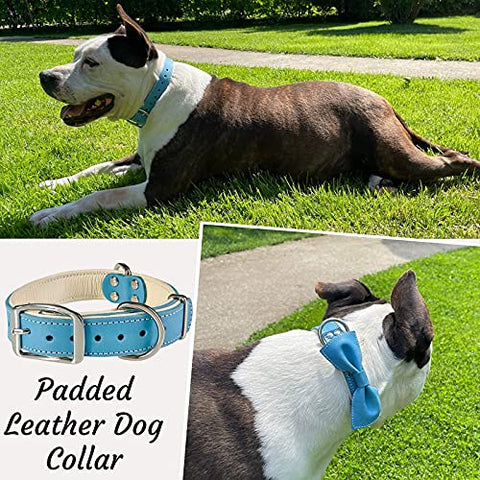 ADITYNA Padded Leather Dog Collar – Boy Dog Collars – Blue Dog Collars for Medium Male Dogs