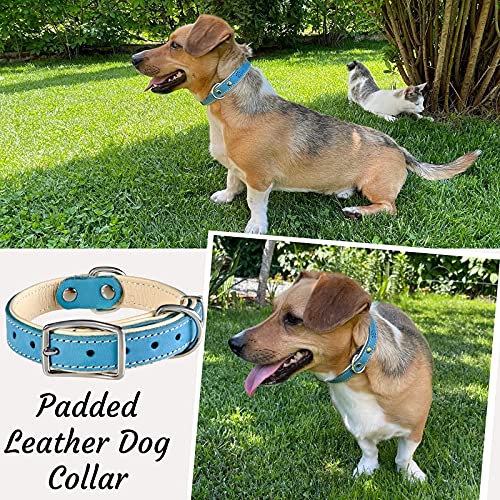 ADITYNA Padded Leather Dog Collar – Boy Dog Collars – Blue Dog Collars for Small Male Dogs