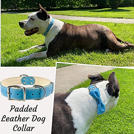 ADITYNA Padded Leather Dog Collar – Boy Dog Collars – Blue Dog Collars for Large Male Dogs